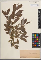 Foto von Salix daphnoides Vill.